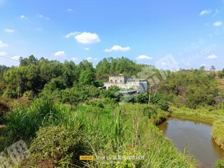 宜宾翠屏区金秋湖镇200亩龙眼庄园经营权转让