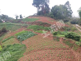 重庆巴南区75平米农村宅基地使用权合作