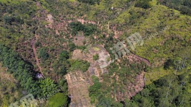 梅州梅县区 100亩 茶园 经营权转让