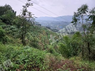 重庆300亩其它园地经营权出租