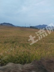 金华东阳市 1500亩 水田 经营权出租