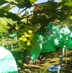 潍坊峡山生态经济发展区32.88亩果园经营权出租