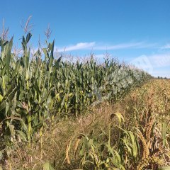 呼伦贝尔阿荣旗5000亩旱地经营权出租