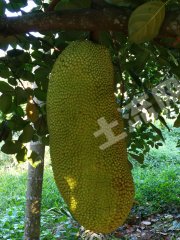 海南保亭黎族苗族自治县 65亩 果园 经营权转让