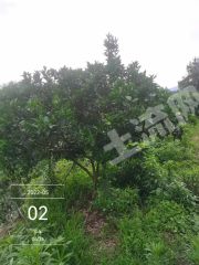 赣州龙南县25亩脐橙园经营权转让