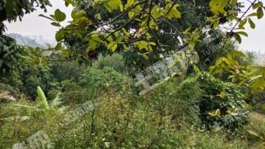 珠海金湾区207亩灌木林地经营权出租