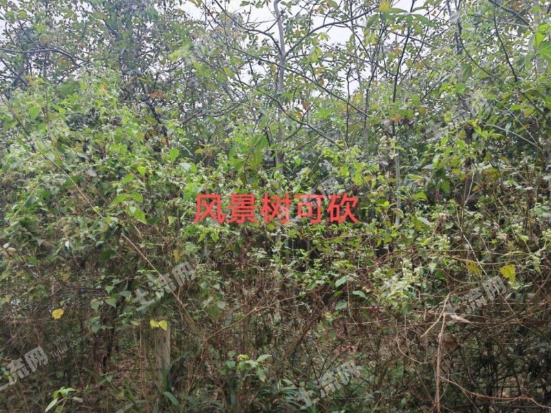 惠东九龙峰15亩林地带鱼塘使用权出租