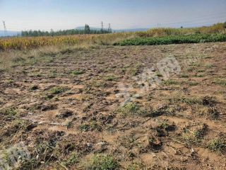 淄博  高青县 50亩 水浇地 经营权出租