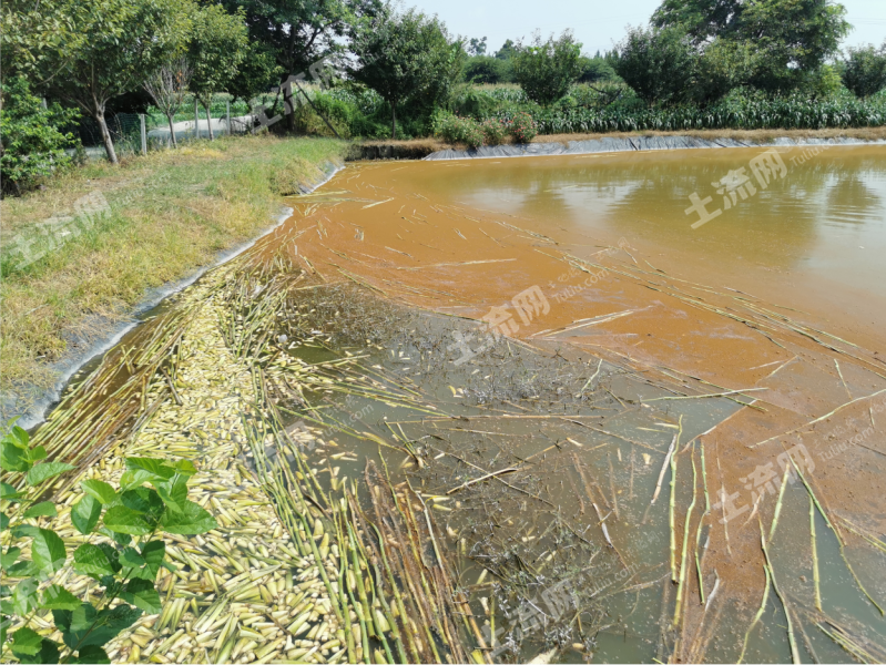 都江堰郫都交界处18亩鱼塘对外经营权出租