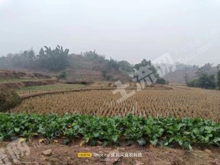 宜賓江安縣鐵清鎮260畝水澆地經營權轉讓