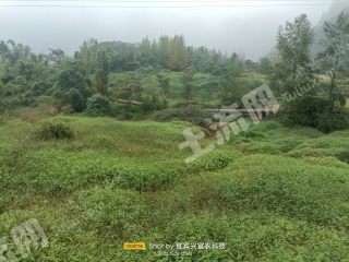 宜宾江安县夕佳山镇200亩水浇地经营权出租（竹海景区）