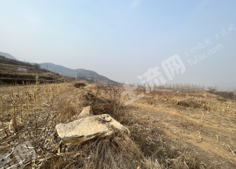 泰安新泰市 9.11亩 其它林地 经营权转让