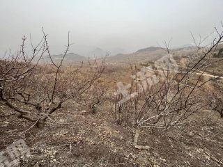 泰安新泰市100亩有林地经营权转让
