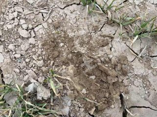 德州齐河县160亩水浇地经营权出租