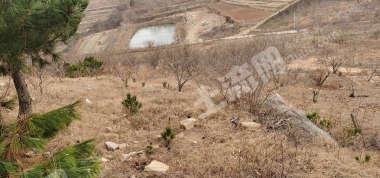 潍坊诸城市146.47亩荒山使用权转让