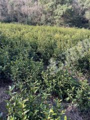 浙江宁波镇海区2亩茶园经营权出租