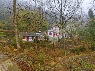 政府招商：花溪300畝森林民宿群