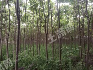 嘉兴海宁市30亩苗木地经营权转让