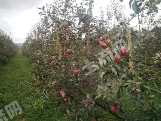 淄博沂源县60亩果园经营权转让