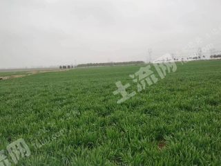 南阳方城县1000亩水浇地经营权出租