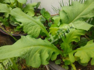 海南三亚170亩其它耕地经营权转包