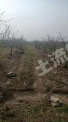 泰安岱岳区 20亩 果园 经营权转让
