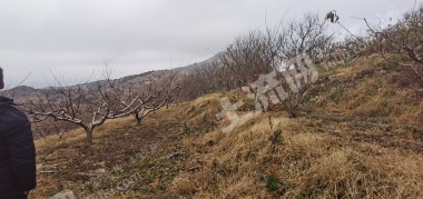 潍坊临朐县蒋峪55亩园地-桃园果园经营权转让