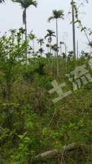 海南萬(wàn)寧市600平米農(nóng)村宅基地使用權(quán)出租