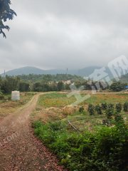 惠东县白花镇近大路17亩水田经营权出租