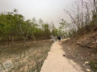 泰安宁阳县450亩有林地经营权转让