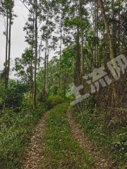 江门鹤山市70亩有林地经营权转让