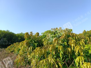 三亚海棠区25亩果园经营权转让以及100多平的房子