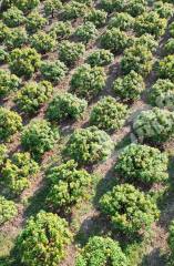 三亚海棠区11亩果园经营权转让