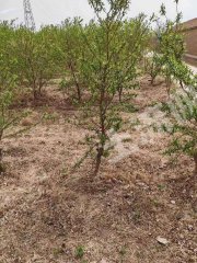 德州陵城区230亩果园经营权出租