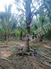 儋州那大镇 450亩 其它林地 经营权转让