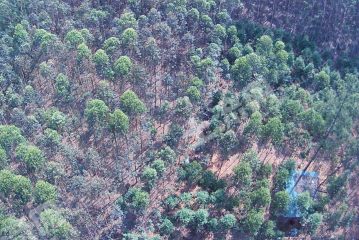 崇左江州区30亩有林地经营权出租