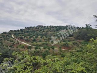 宜宾翠屏区270亩果园经营权转让