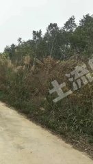 阳江江城区1000亩有林地使用权转让