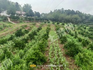 宜宾长宁县 80亩 果园 经营权出租