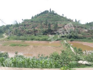 宜宾屏山县90亩水田经营权转让