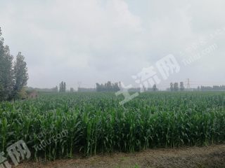 潍坊诸城市500亩水浇地经营权出租