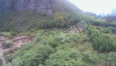 崇左天等县120亩灌木林地经营权出租