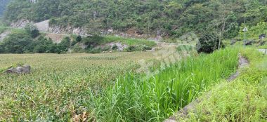 崇左天等县180亩其它耕地经营权出租