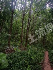 海南白沙黎族自治县34.83亩林地-有林地经营权转让