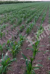 东营利津县6000亩水浇地经营权出租