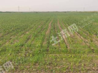 东营河口区5600亩水浇地经营权出租XX1743