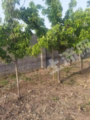 新乡北环附近1.6亩菜地经营权出租XX1531