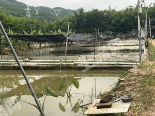 惠州龙门县40亩水产养殖用地经营权出租