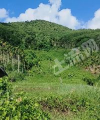 三亚天涯区 100亩 灌木林地 经营权出租