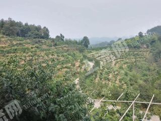 宜宾叙州区300亩果园+3000平米木房结构餐饮住宿 冻库经营权转让d030